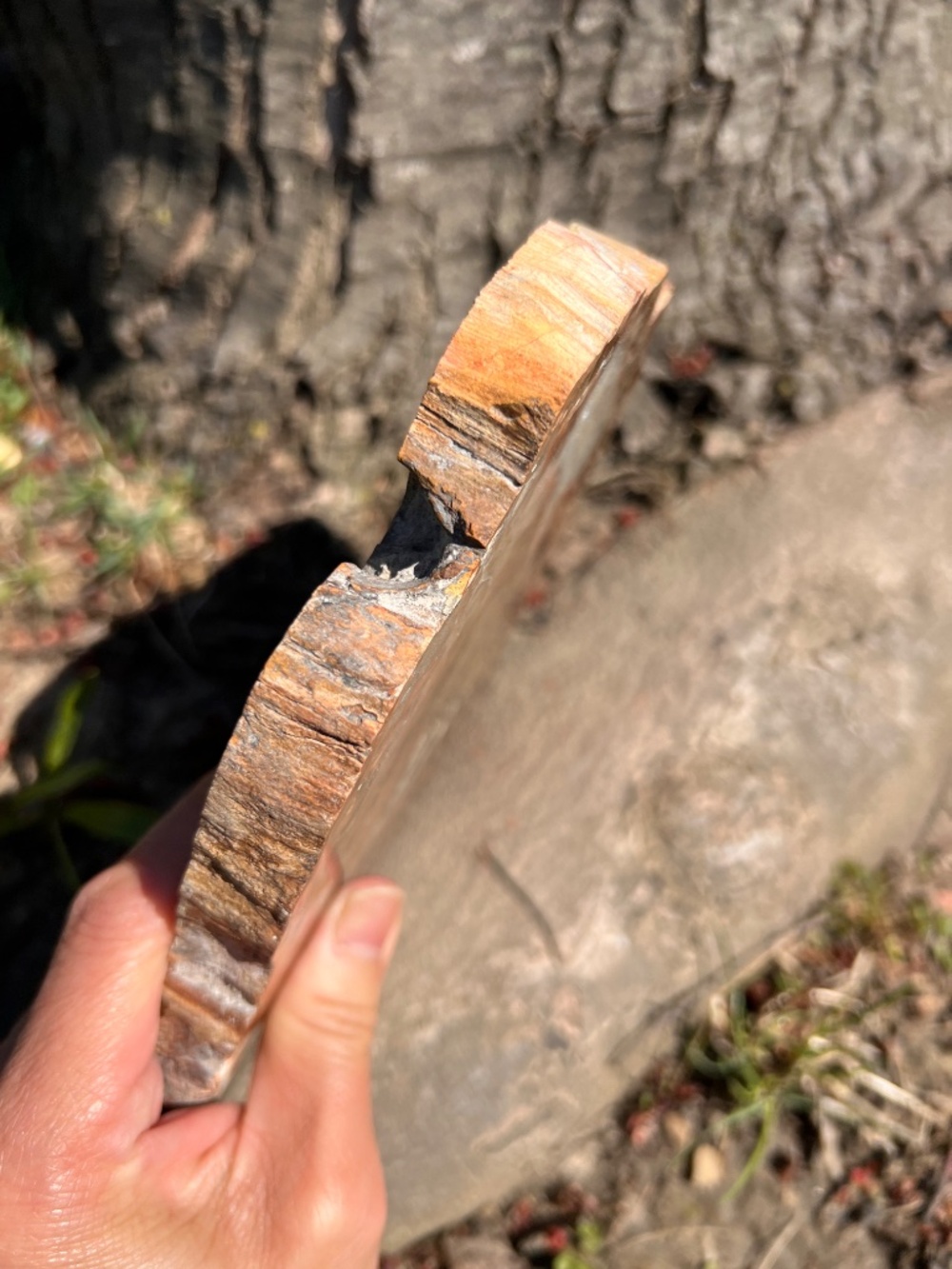 Petrified (10) wood slab with stand | crystal - Picture 6 of 17